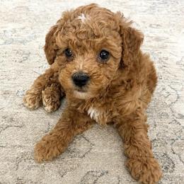 Roo - Red male Cavapoo puppy in Liberty Hill, Texas from Cuddlebug Cavapoos of Austin