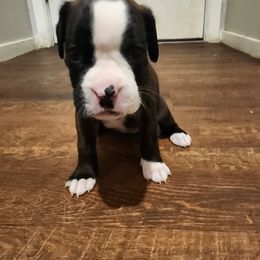 Boxer Puppies from Von Di Ludus