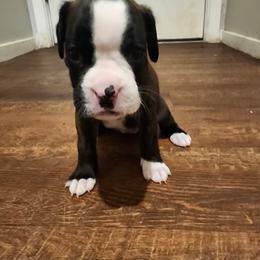 Boxer Puppies from Von Di Ludus