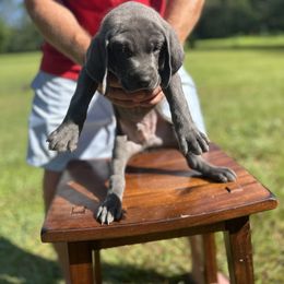 Weimaraner Puppies from Georgia Line Weimaraners