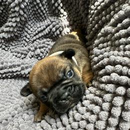 Milkman Red Fawn sable male from OFA'd partners - Fawn and white male French Bulldog puppy in Billings, Montana from Montana Made Frenchies