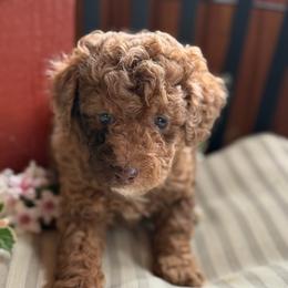 Purple Flowers - Merle female Goldendoodle puppy in Rush, New York from Care Bear Puppies