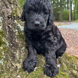 Raisin - Black female Goldendoodle puppy in New Ringgold, Pennsylvania from Hawk Mountain Doodles