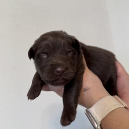 Indy - Red & white female Australian Shepherd puppy in Devine, Texas from Sun Kissed Aussies