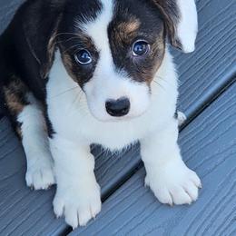 Black and white girl - Black and white female Cardigan Welsh Corgi puppy in Middleport, New York from AroHawk Corgis
