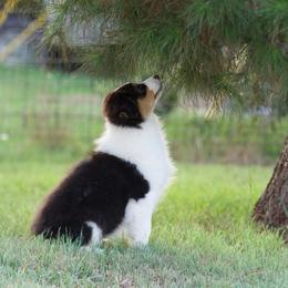 Btf - Black tri-color female Australian Shepherd puppy in Stephenville, Texas from Diamond H Aussies