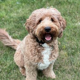 Finn - Goldendoodle