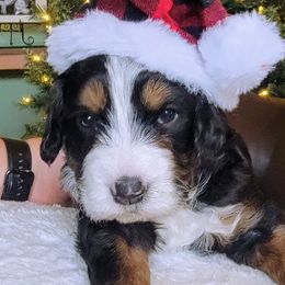 Bernedoodle and Labradoodle Puppies from Reid Wasatch Doodles