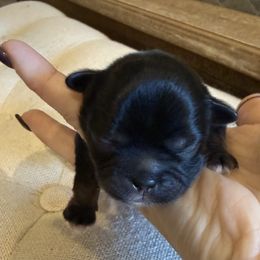 Asher - Black male Shih Tzu puppy in Magnolia, Texas from Furbourne Farms