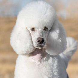 Poodles from Sage Valley