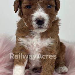 Vicki-Petite - Red  female Goldendoodle puppy in Milford, Indiana from Railway Acres Kennel