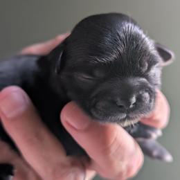 Dolly - Black female Shih Tzu puppy in Claxton, Georgia from Small Pawz Shih tzu