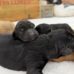 Baby Girl (Black) - Black female Labrador Retriever puppy in Chatfield, Minnesota from Terranova Retrievers