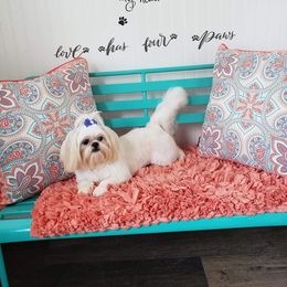 X-tra - Shih Tzu
