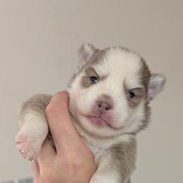 Hazey Female Blue Eyes - Blue female Pomsky puppy in Hurleyville, New York from My Crazy Pomskys