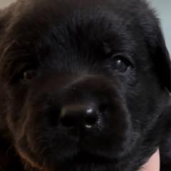 Light Blue - Labrador Retriever puppy from Timber Creek Labradors