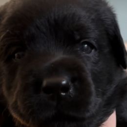 Light Blue - Labrador Retriever puppy from Timber Creek Labradors