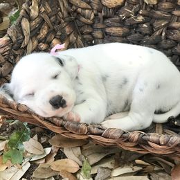 Dalmatian Puppies from Smart Dalmatians