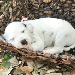 Dalmatian Puppies from Smart Dalmatians