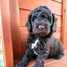 Goldendoodle Puppies from Heavenly Goldendoodles
