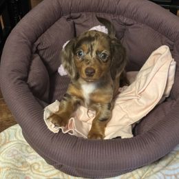 Dachshund Puppies from FLYING L Dachshund Academy