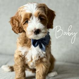 Australian Labradoodle Puppies from Miami Australian Labradoodles