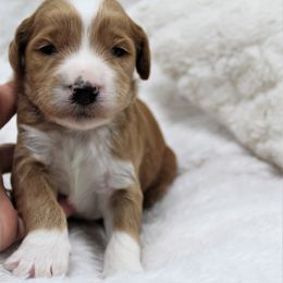 Bernedoodle and Goldendoodle Puppies from Paramount Family Doodles