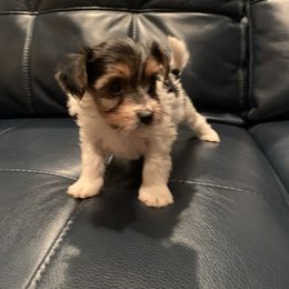 Yorkipoo and Yorkshire Terrier Puppies from Bougie Paws LLC