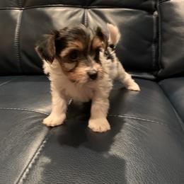 Yorkipoo and Yorkshire Terrier Puppies from Bougie Paws LLC