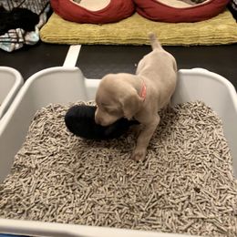 Weimaraner Puppies from Zauberhaft Weimaraners