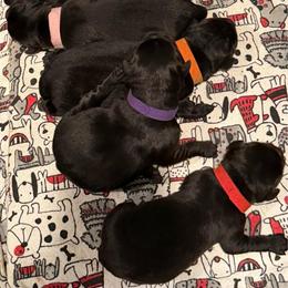 Red Boy - Black male Labrador Retriever puppy in Colorado from Albrecht Farms Labrador Retrievers