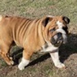Goose - Bulldog