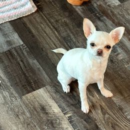 Gracie - Chihuahua