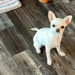 Gracie - Chihuahua