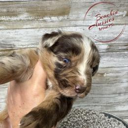 Red Merle 2-NBT - Red merle male Australian Shepherd puppy in Archie, Missouri from Beachin' Aussies