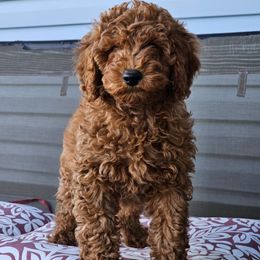 Girl 1 - Red  Poodle puppy in Elizabeth, Colorado from Colorado Fields