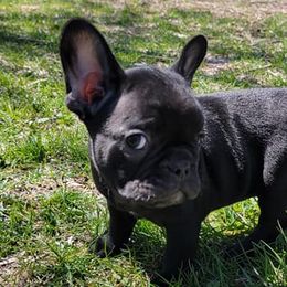 French Bulldogs from JNS Frenchies