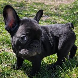 French Bulldogs from JNS Frenchies