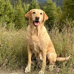 Labrador Retrievers from Yogo Point Kennels