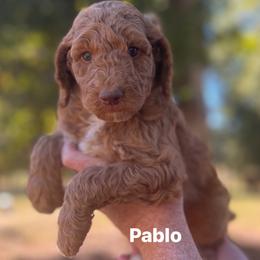 Pablo - Apricot male Poodle puppy in Athens, Georgia from Alexander’s Standard Poodles
