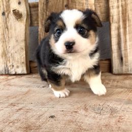 Pembroke Welsh Corgi and Toy Australian Shepherd Puppies from Double Bar H Corgis & Aussies