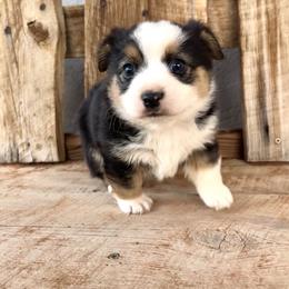 Pembroke Welsh Corgi and Toy Australian Shepherd Puppies from Double Bar H Corgis & Aussies