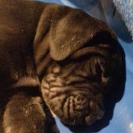 Great Danes from Waldhaus