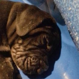 Great Danes from Waldhaus