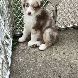 Australian Shepherd Puppies from Dawn Reid