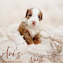 North - Chocolate merle female Bernedoodle puppy in Athens, Alabama from Brewing Doodles