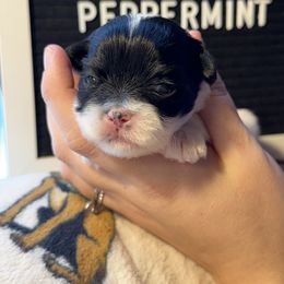 Girl 4 - female Lhasa Apso puppy in Middleburgh, New York from Top Knotch