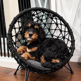 Tara - Phantom female Bernedoodle puppy in Savannah, Missouri from Rose Creek Mini Aussies and doodles