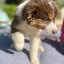 Marshmallow, AKC Mini American Shepherd, Red Tri Girl with Natural Tail - Red tri-color female Miniature American Shepherd puppy in Douglas, Arizona from Starry-Eyed Mini Aussies with Tails