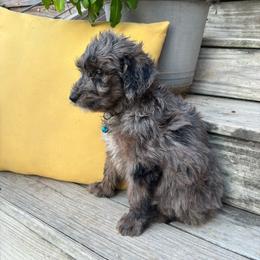 Blue - Merle male Goldendoodle puppy in Seguin, Texas from Dude Ranch Doodles